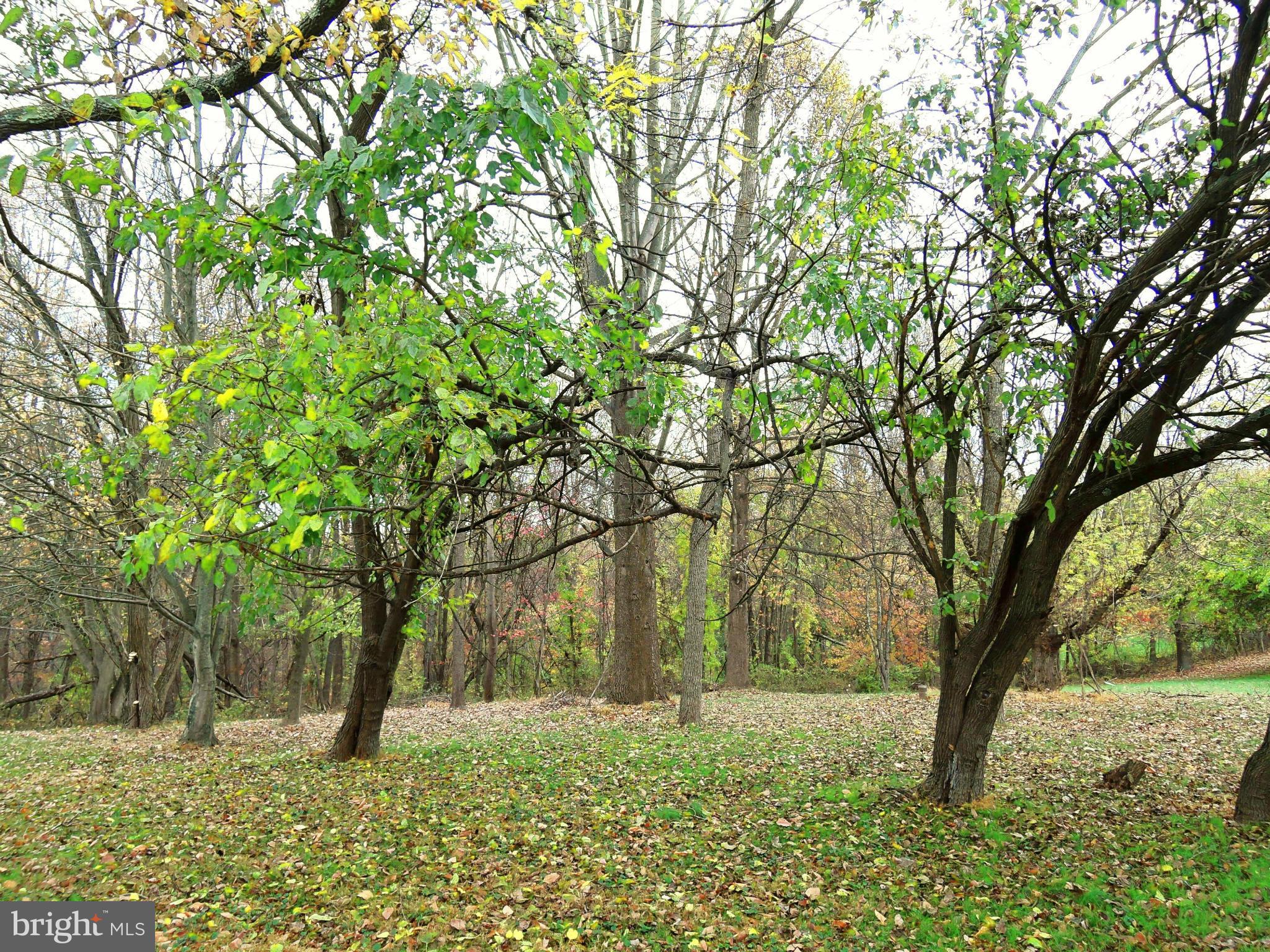 2008 Wilson Road White Hall, MD 21161 - Photo 2 of 26 a tree in the middle of a yard