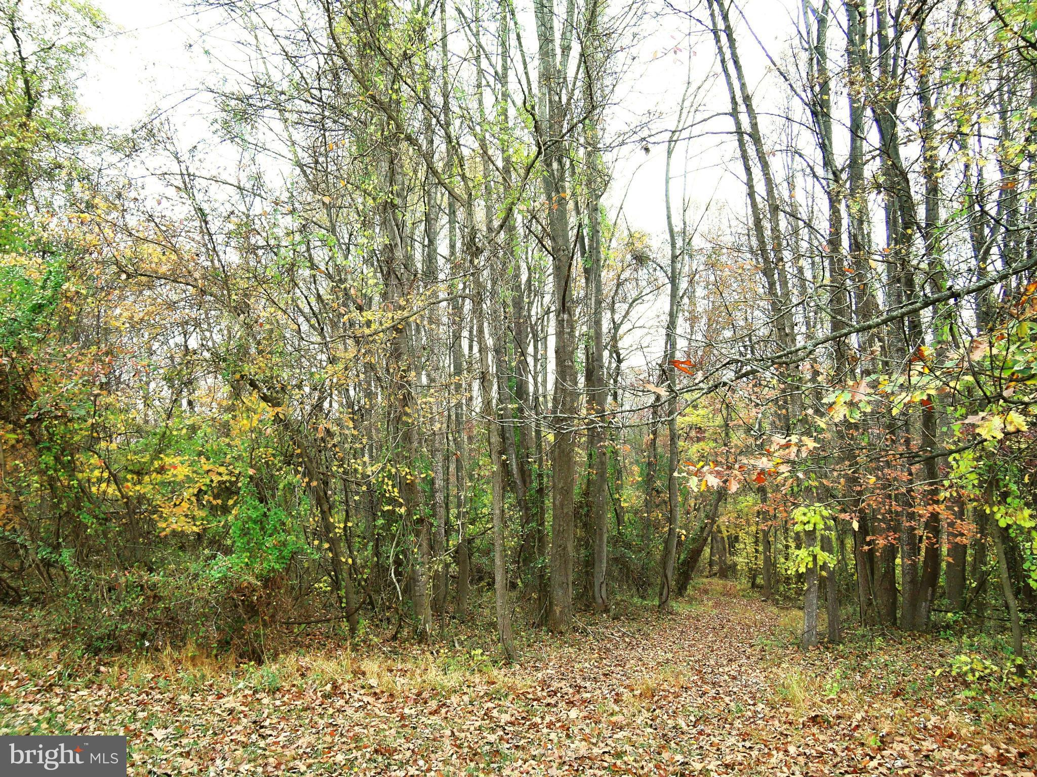 2008 Wilson Road White Hall, MD 21161 - Photo 4 of 26 a view of a forest