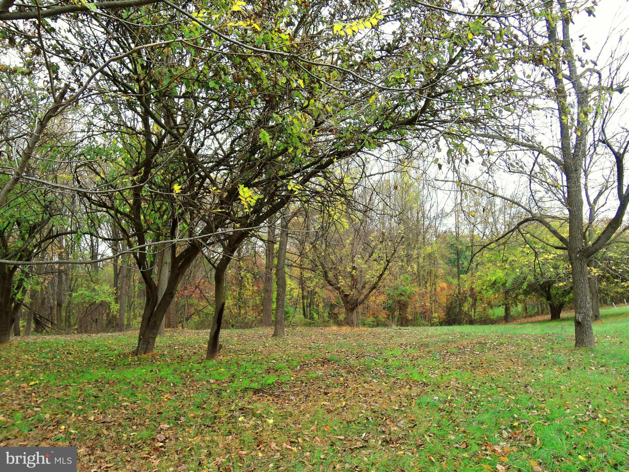 2008 Wilson Road White Hall, MD 21161 - Photo 7 of 26 a view of backyard with large trees