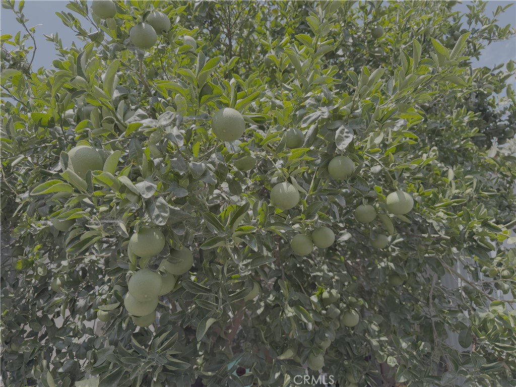 520 East Carson Street Carson, CA 90745 - Photo 11 of 16 Lemon Tree on side of the house
