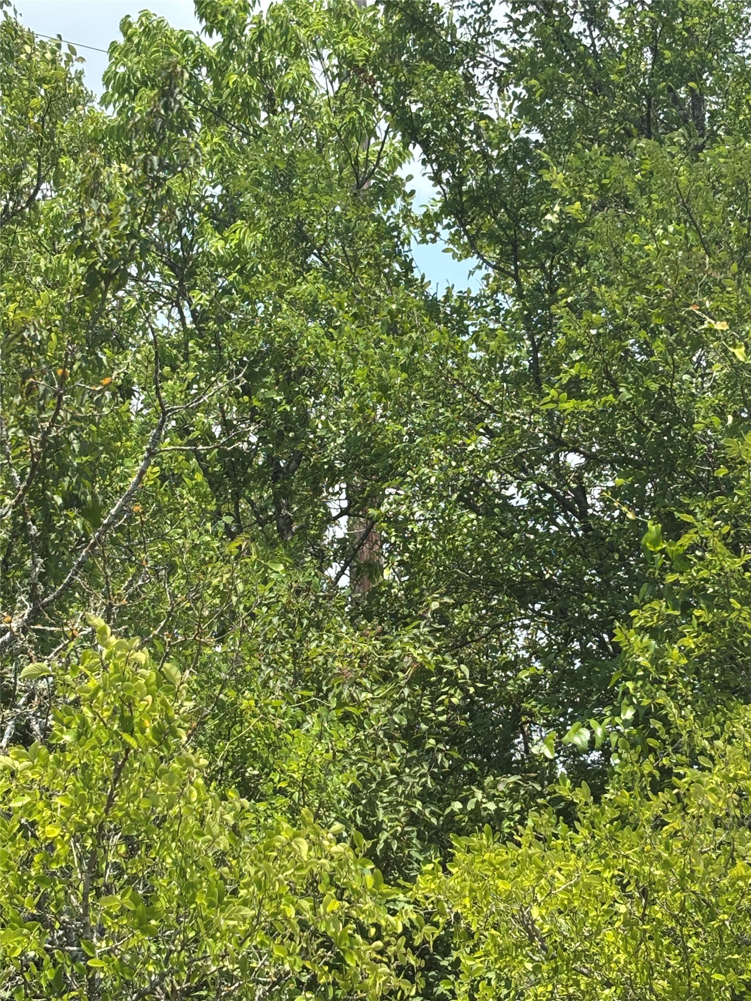 1500 Bottoms East Road Troy, TX 76579 - Photo 12 of 13 a view of a tree
