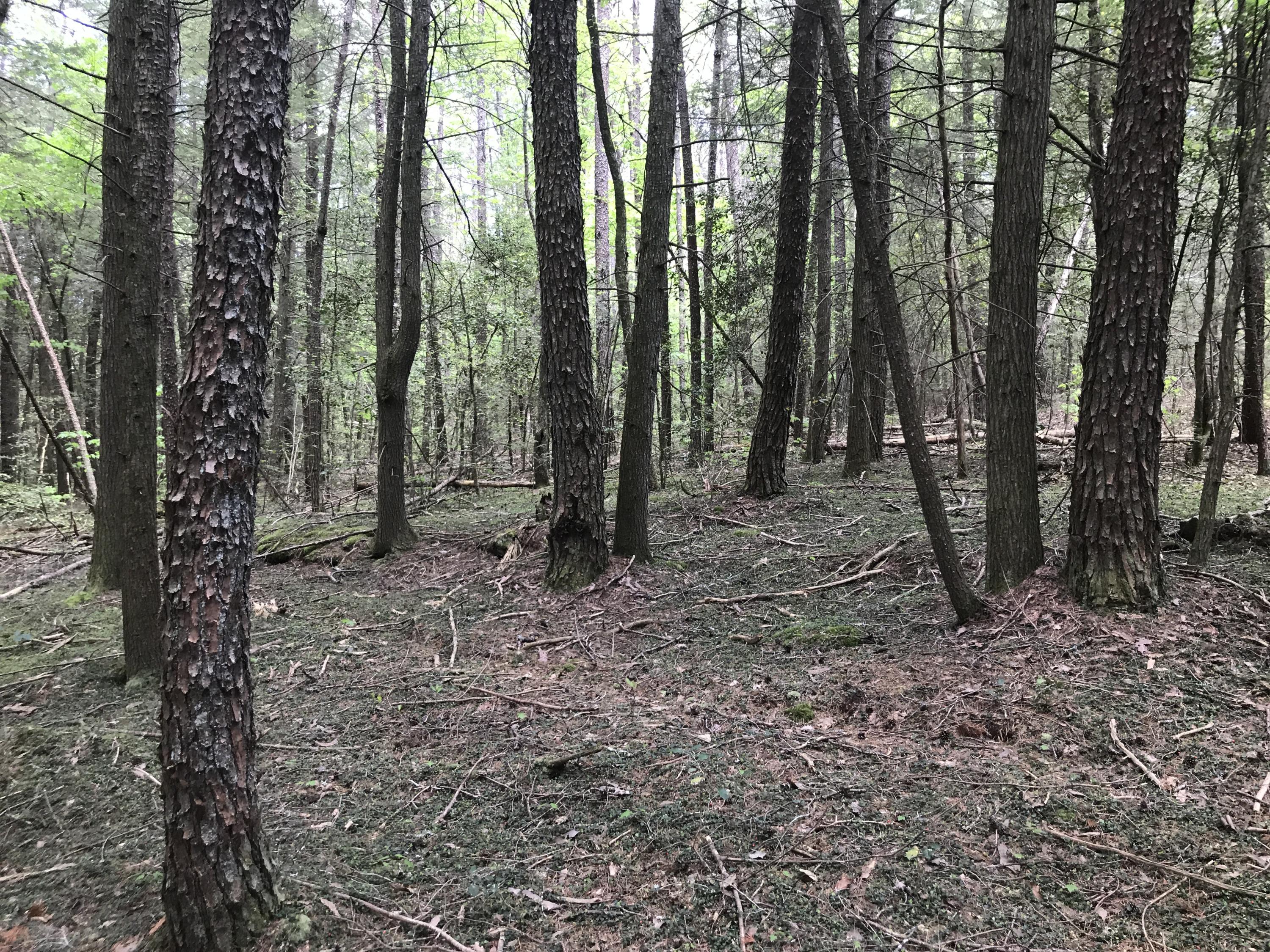 27 Henson Gap Road Dunlap, TN 37327 - Photo 27 of 47 IMG_1638
