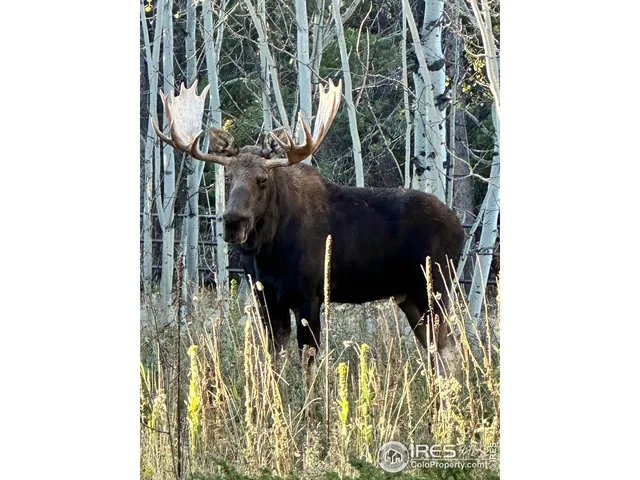 $875,000 | 5 Rudi Lane West, Golden, CO 80403