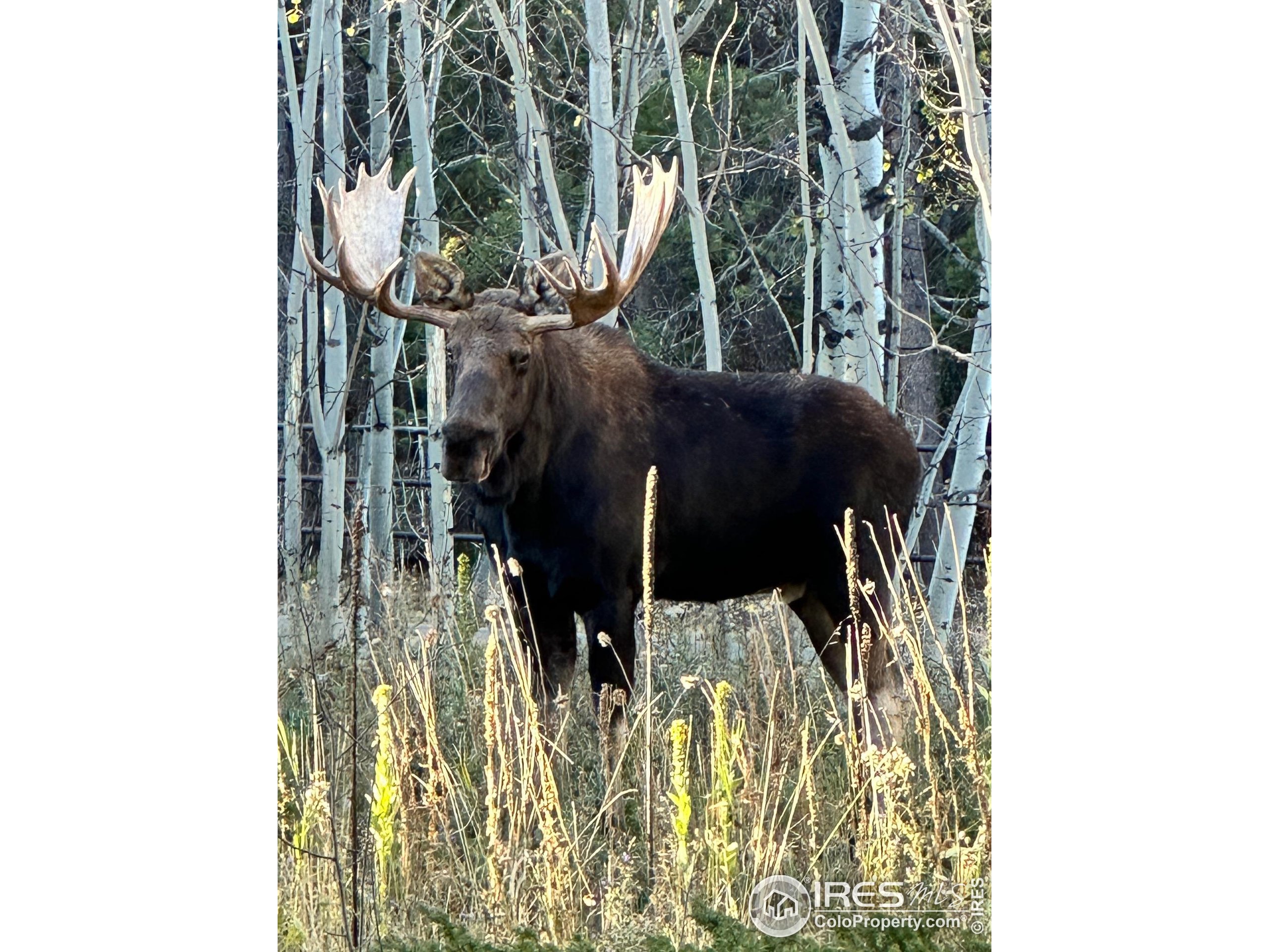 5 Rudi Lane West Golden, CO 80403 - Photo 44 of 49