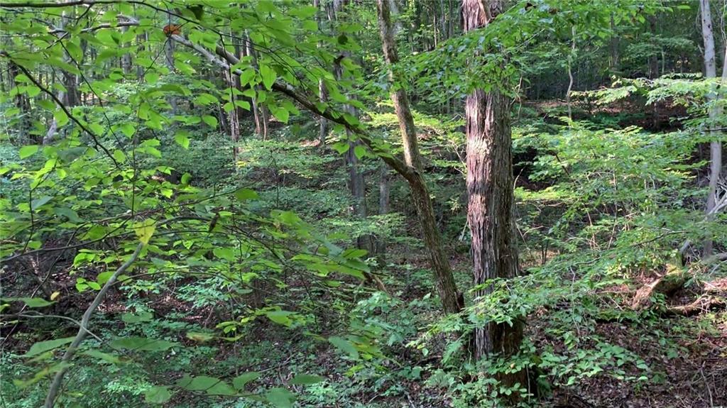 - Stewarton Road Mill Run, PA 15464 - Photo 10 of 15 a view of a garden with plants and trees
