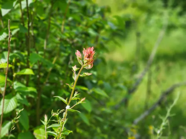 $200,000 | 18-xxx East Eagle Ridge Lane, Mead, WA 99021