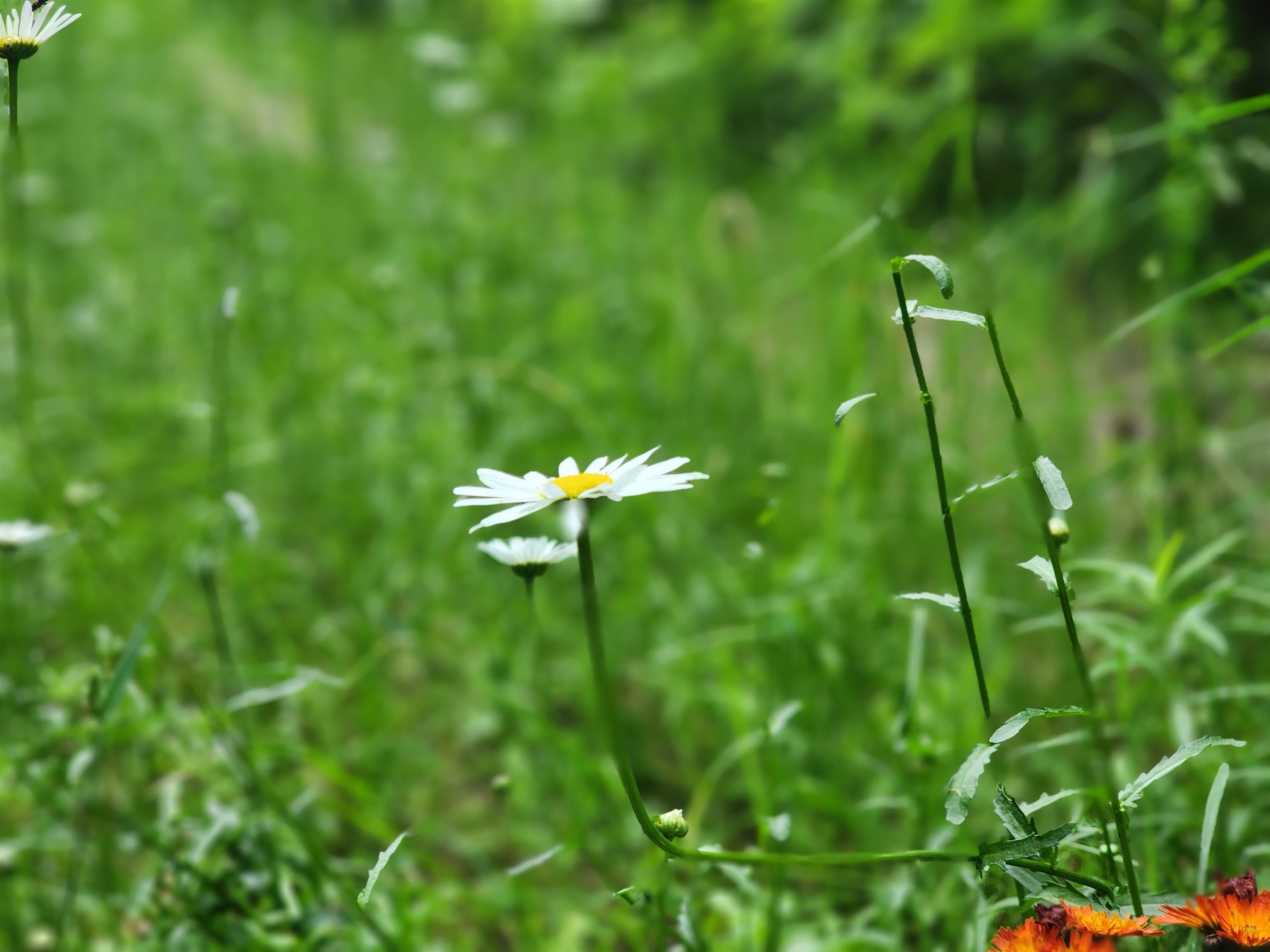 18-xxx East Eagle Ridge Lane Mead, WA 99021 - Photo 3 of 19