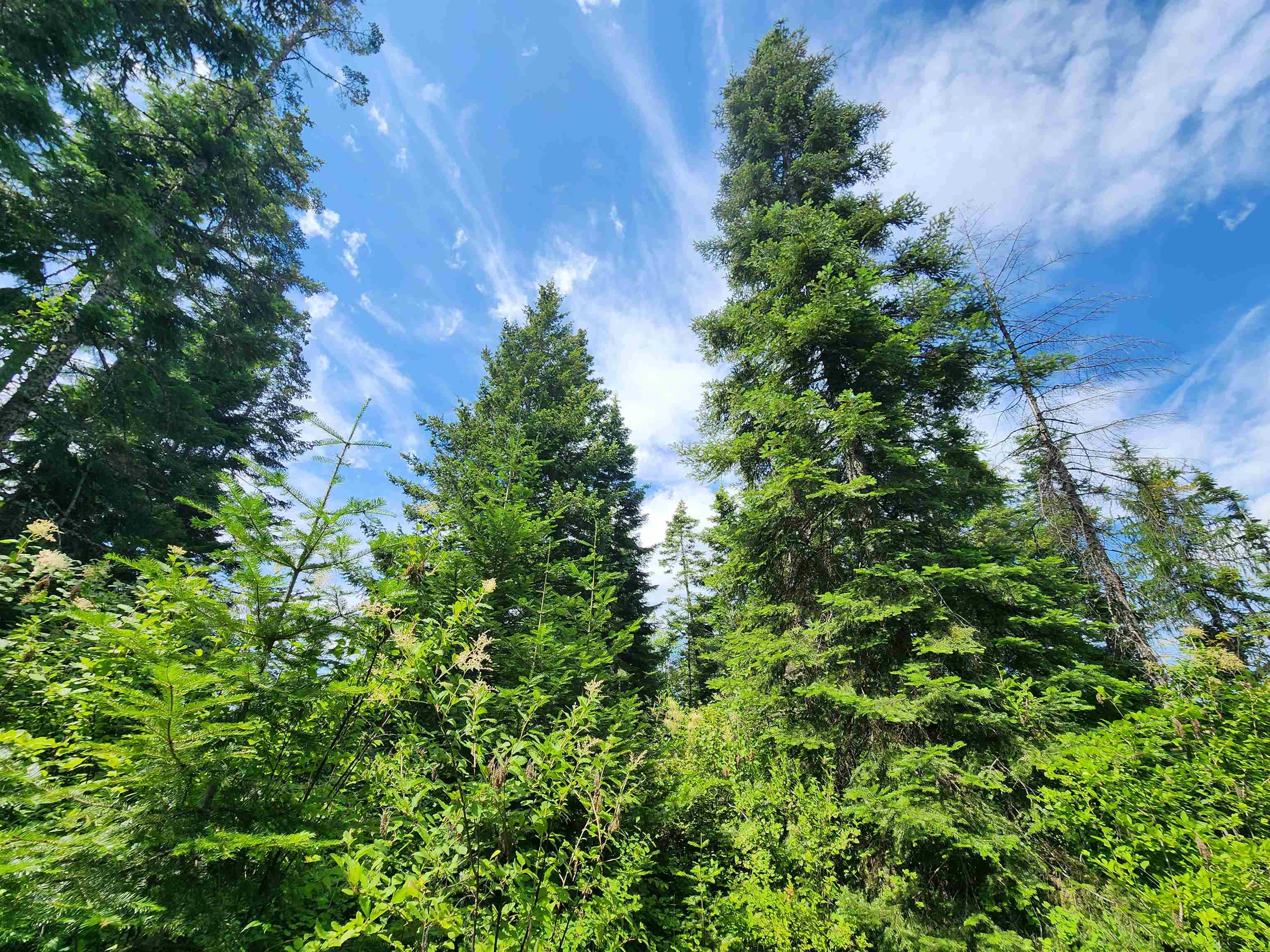 18-xxx East Eagle Ridge Lane Mead, WA 99021 - Photo 8 of 19