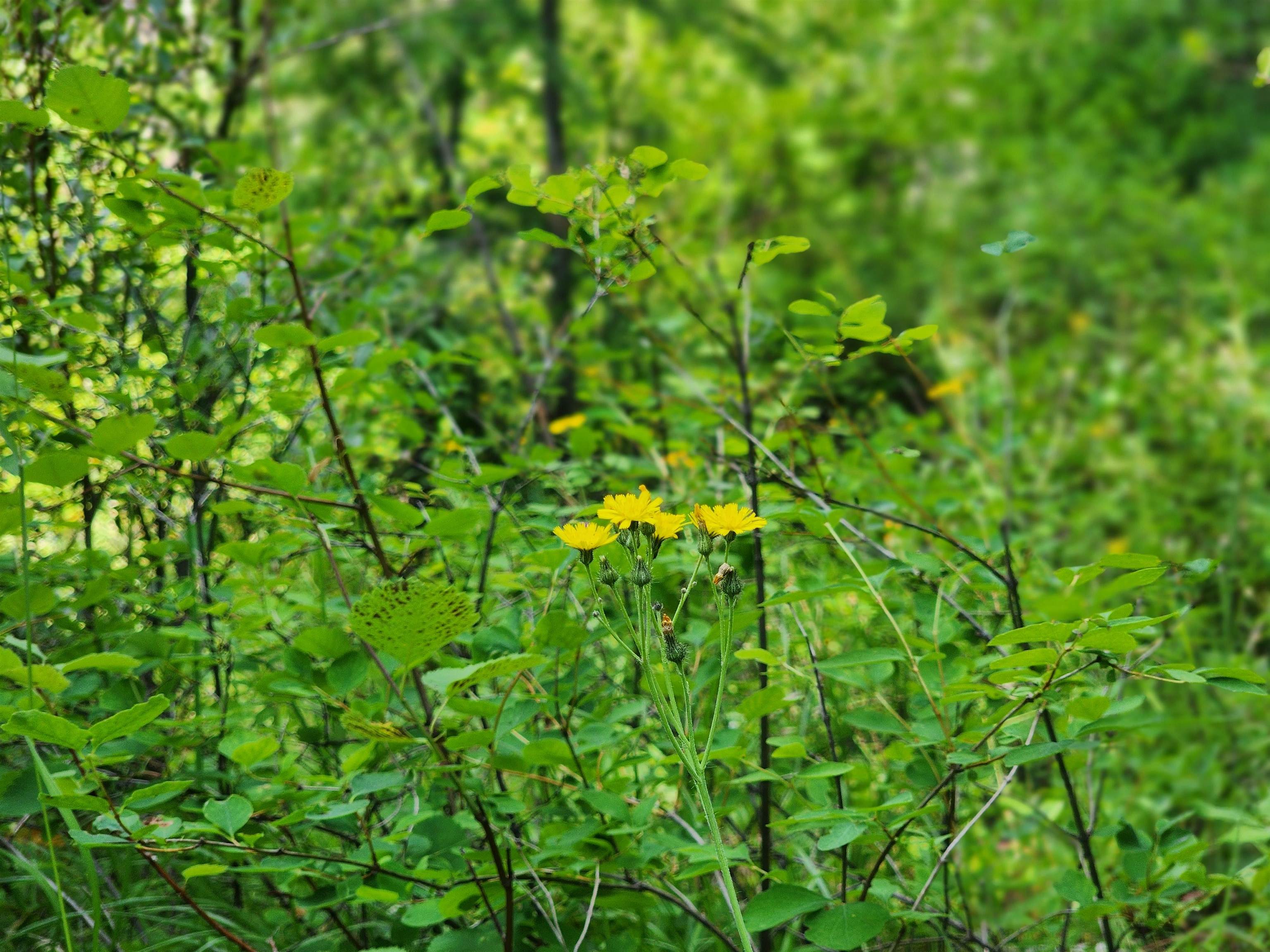 18-xxx East Eagle Ridge Lane Mead, WA 99021 - Photo 10 of 19