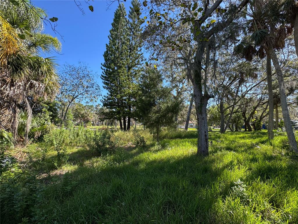 18905 Aripeka Road Aripeka, FL 34679 - Photo 11 of 43 a view of yard with large trees