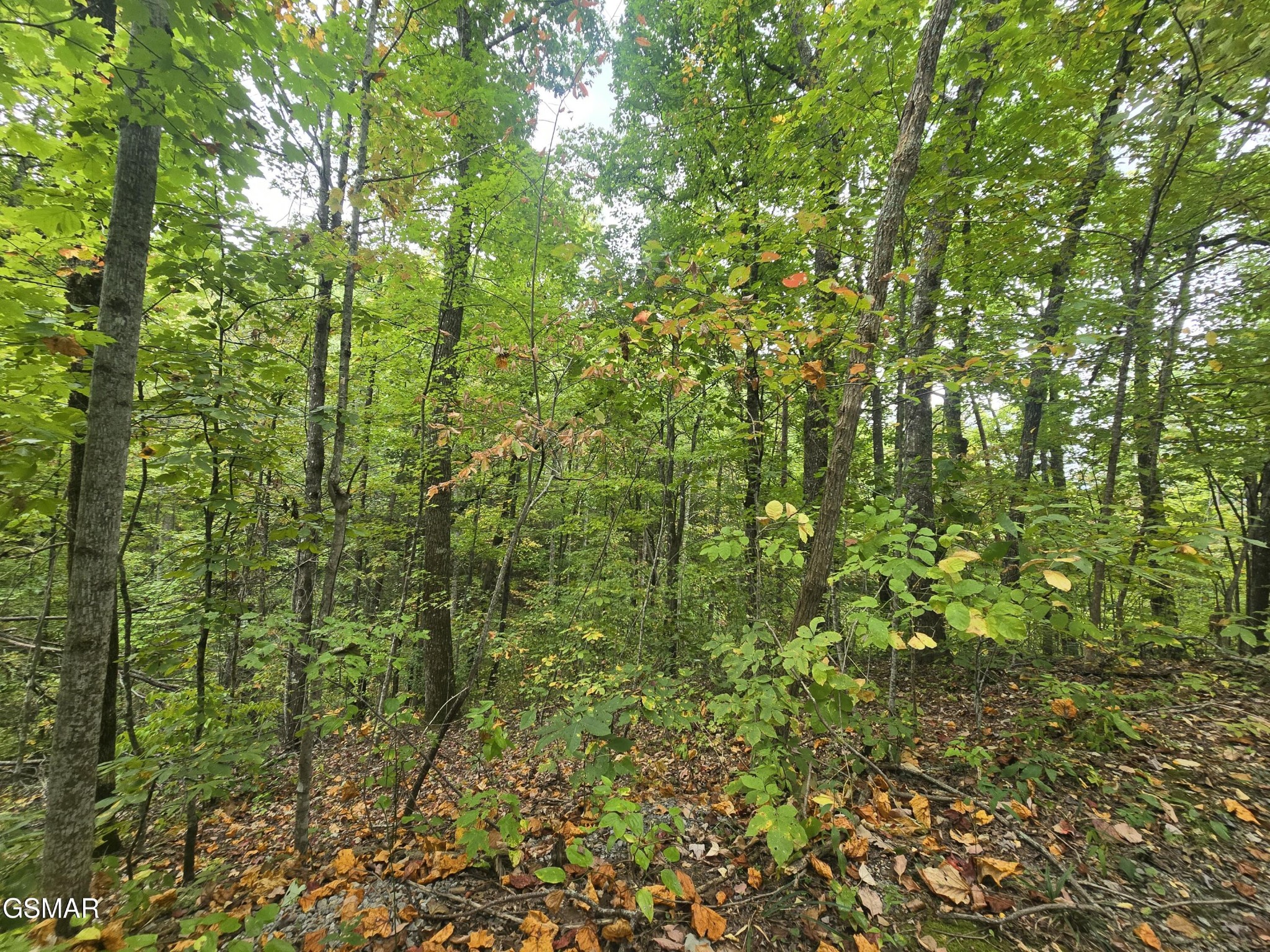 1011 Bluebird Ridge Way Sevierville, TN 37876 - Photo 9 of 20 Gallery Image 9