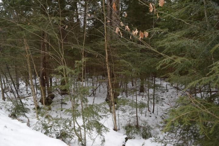 Simonds Road, Unit 98 Woodsville, NH 03785 - Photo 2 of 9