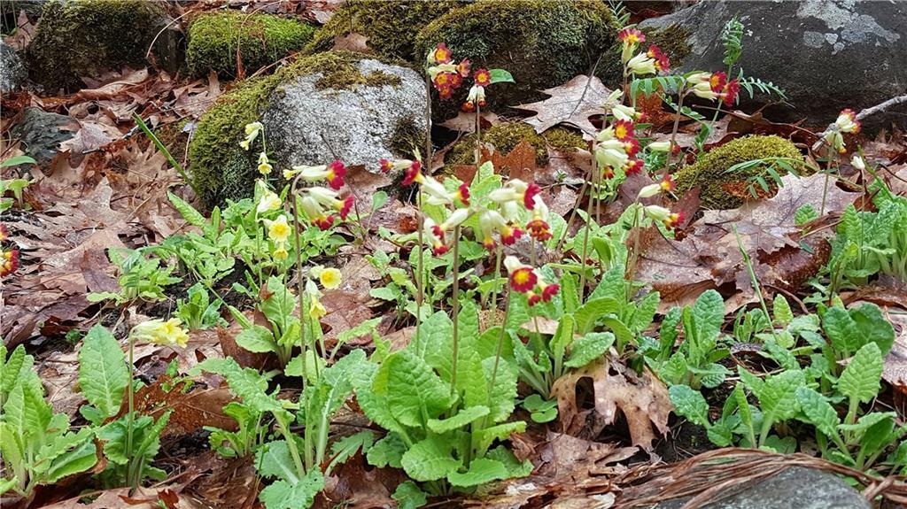 14 Boot Road Round Pond, ME 04564 - Photo 18 of 24 Hidden garden treasures throughout...