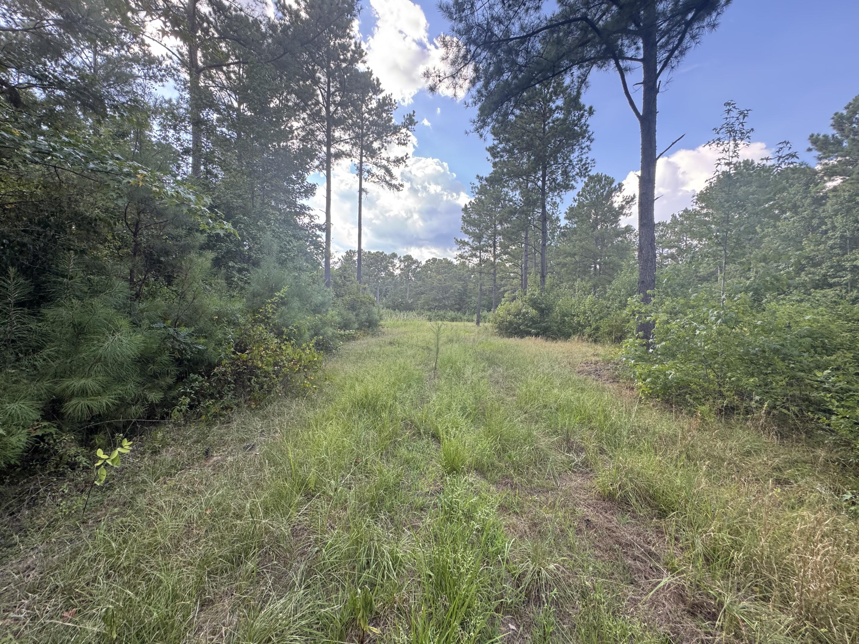 33-ac Crosscreek Road Edgefield, SC 29824 - Photo 7 of 25 a view of a lush green forest with large trees