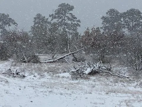 $1,450 | 143 Spring Hollow Trail, Smithville, TX 78957