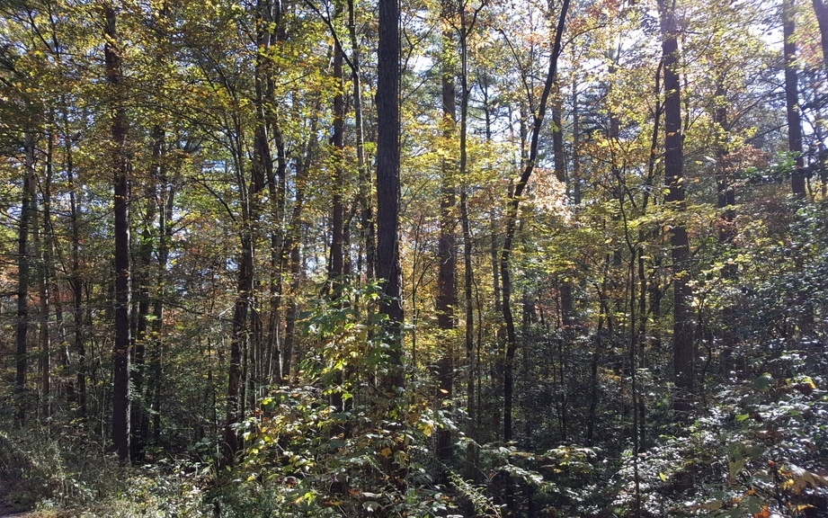 2-lots Hemlock Trail Blue Ridge, GA 30513 - Photo 1 of 1