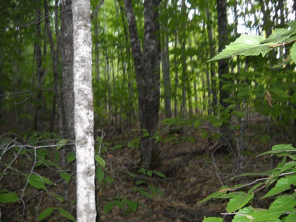53-54 Whitmore Road Ellsworth, ME 04605 - Photo 4 of 27 Photo