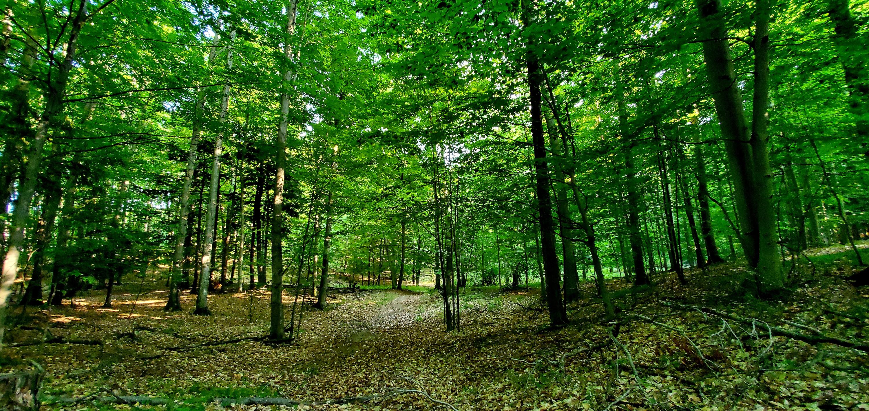 5-acres West Deer Road Mears, MI 49436 - Photo 8 of 17 Trails