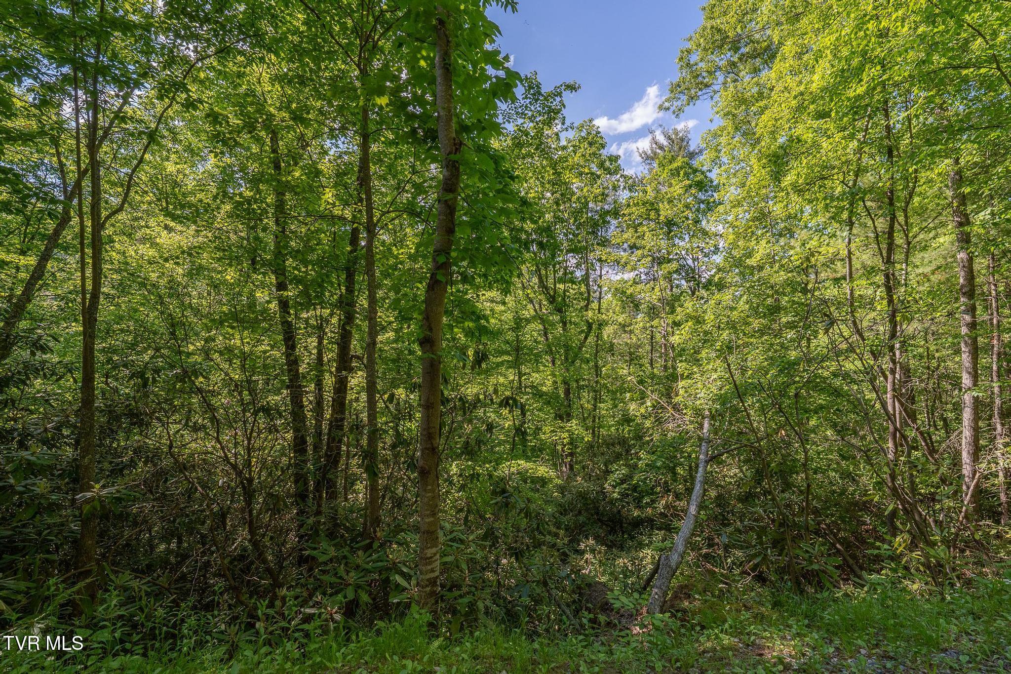 Tbd Canaan Road Butler, TN 37640 - Photo 14 of 24 TBD Canaan Road (36 of 39)