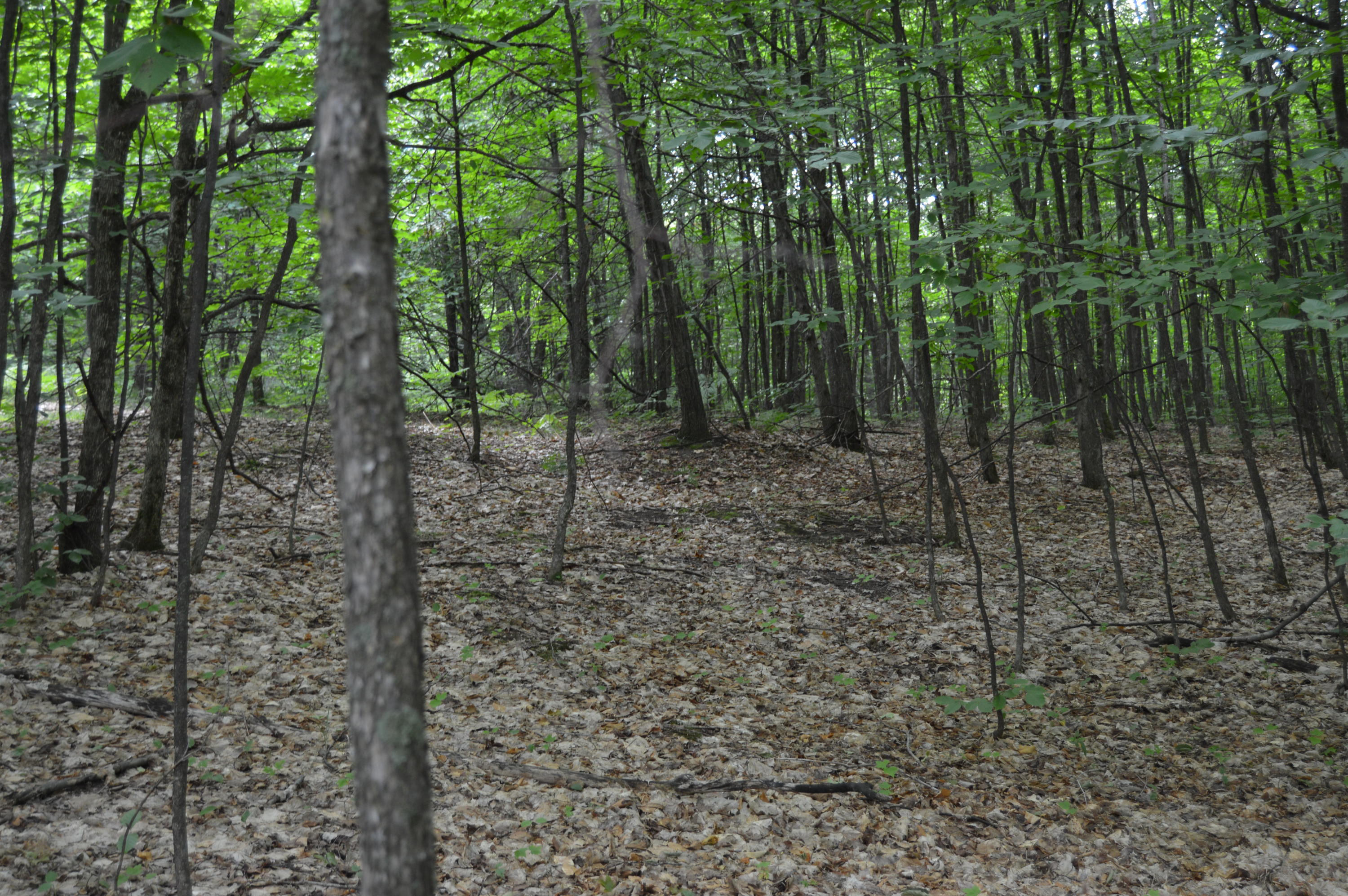Xxx Adams Road Wolverine, MI 49799 - Photo 11 of 12 Gallery Image 11