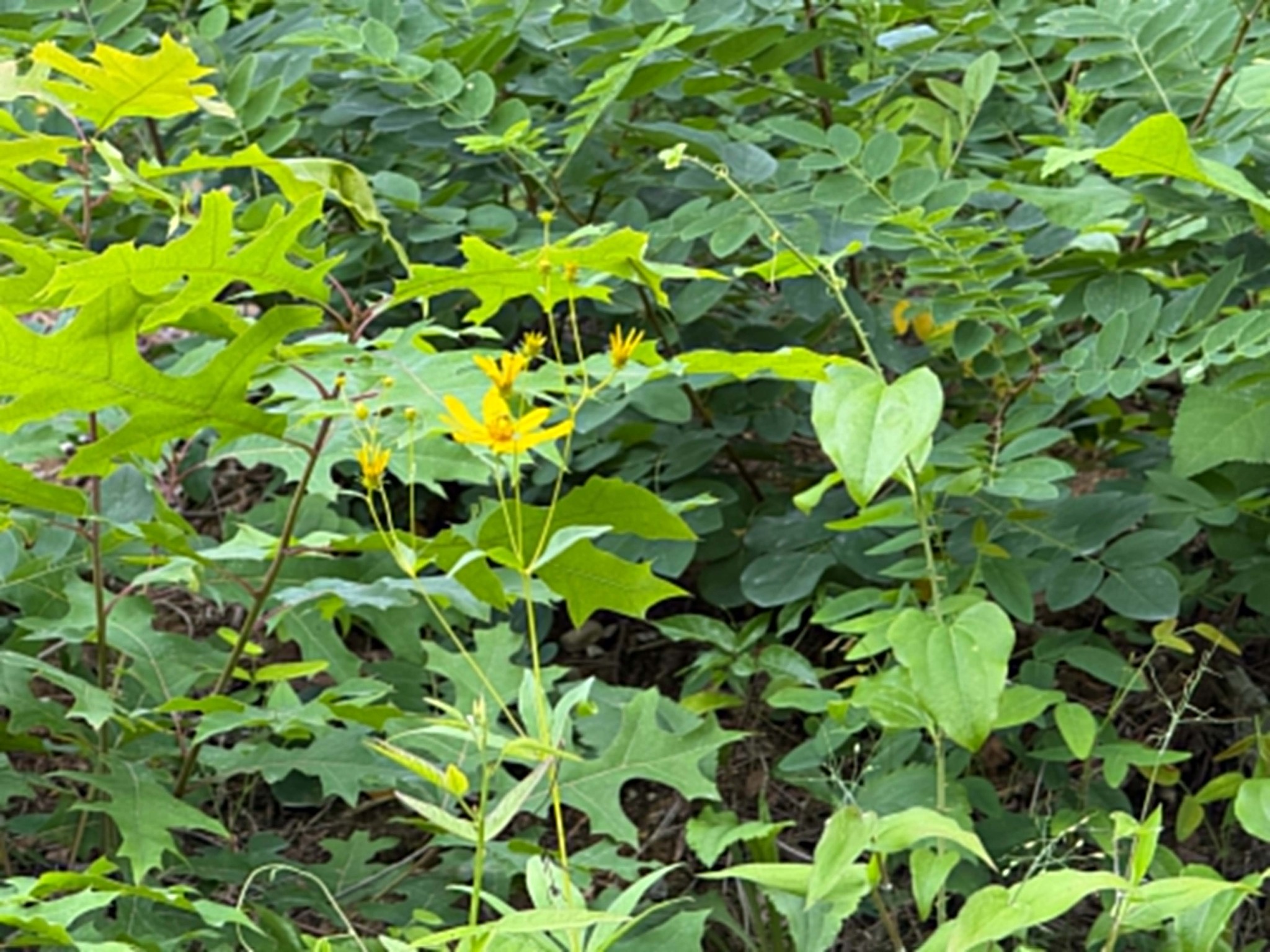 3 Coal Bank Road Sparta, TN 38583 - Photo 3 of 6 a plant plant
