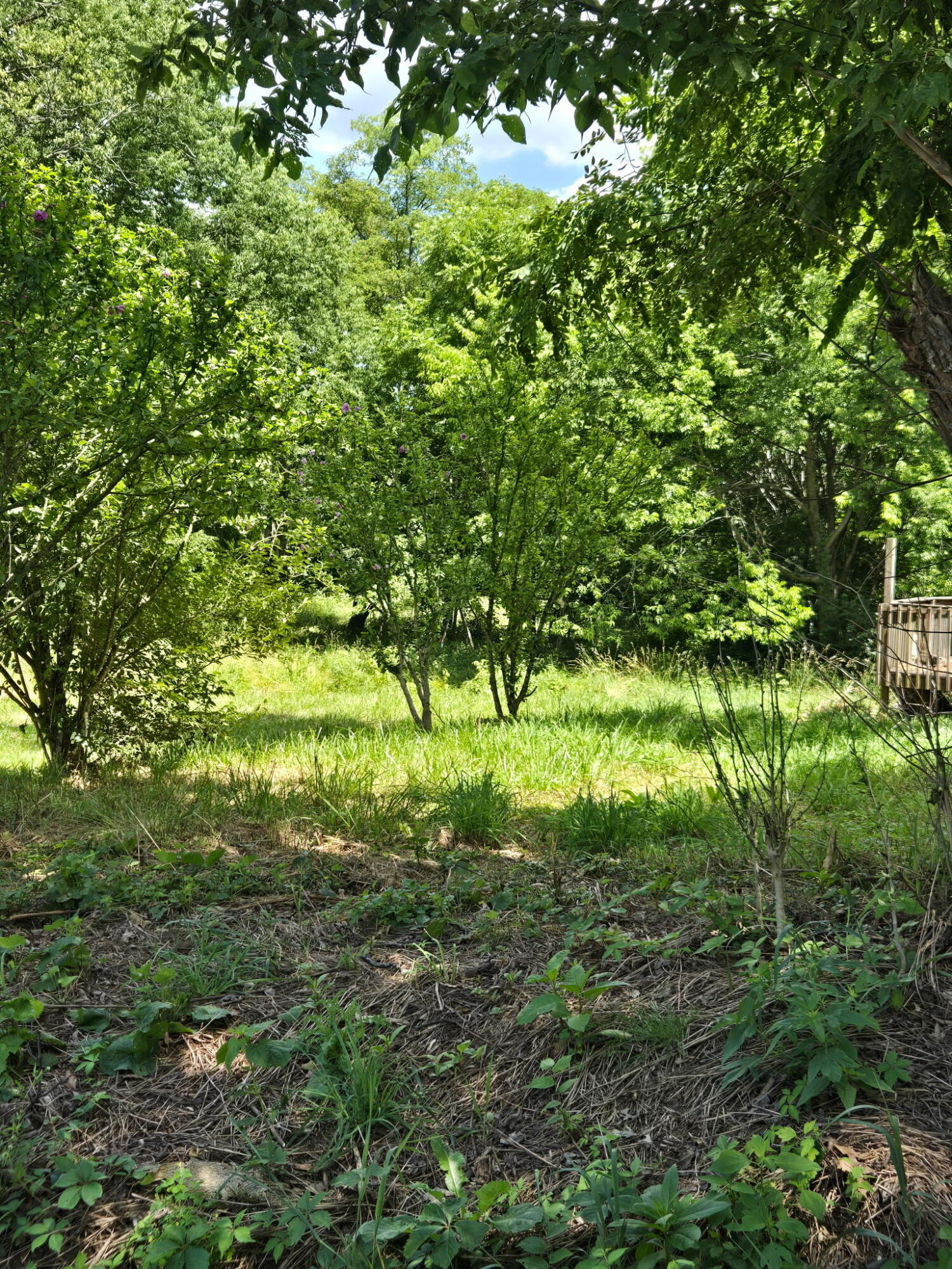 25 Leaning Oak Road Corinth, KY 41010 - Photo 5 of 16 5752474523730155230