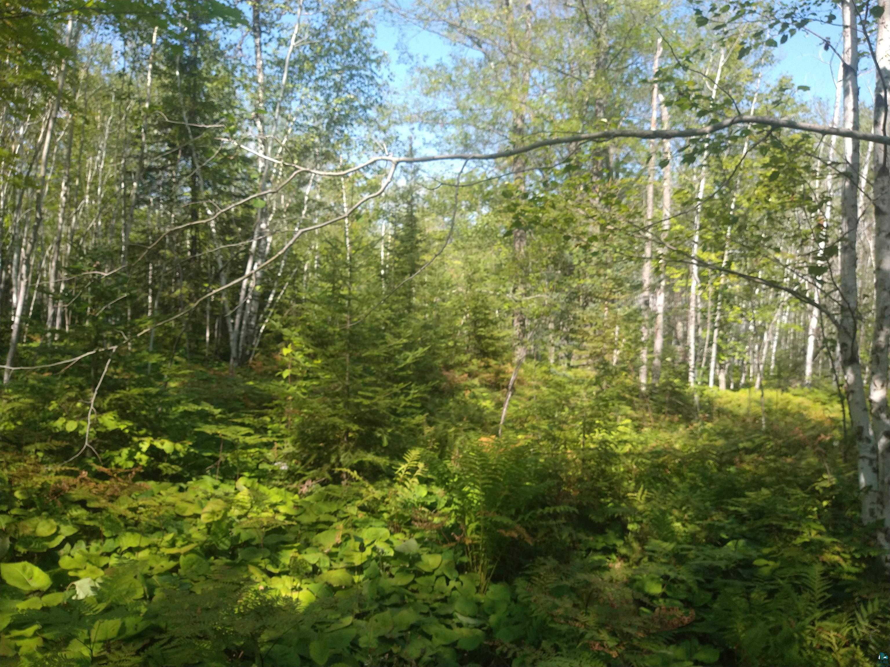 85-xxx Fireplace Road Port Wing, WI 54865 - Photo 11 of 37 Variety of trees