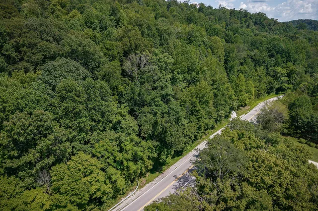 a view of a yard with plants