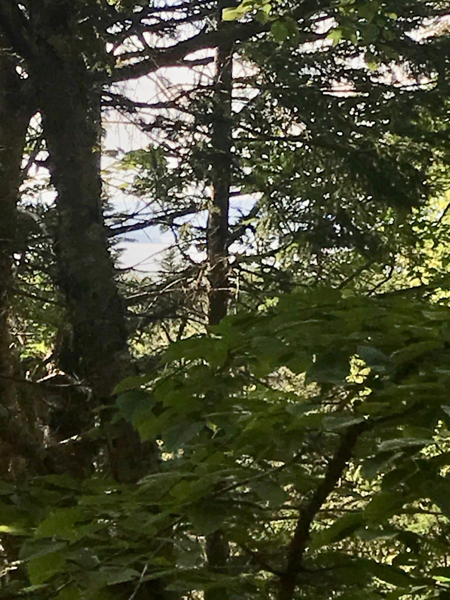 # West District Road North Haven, ME 04853 - Photo 2 of 11 fullsizeoutput_6344