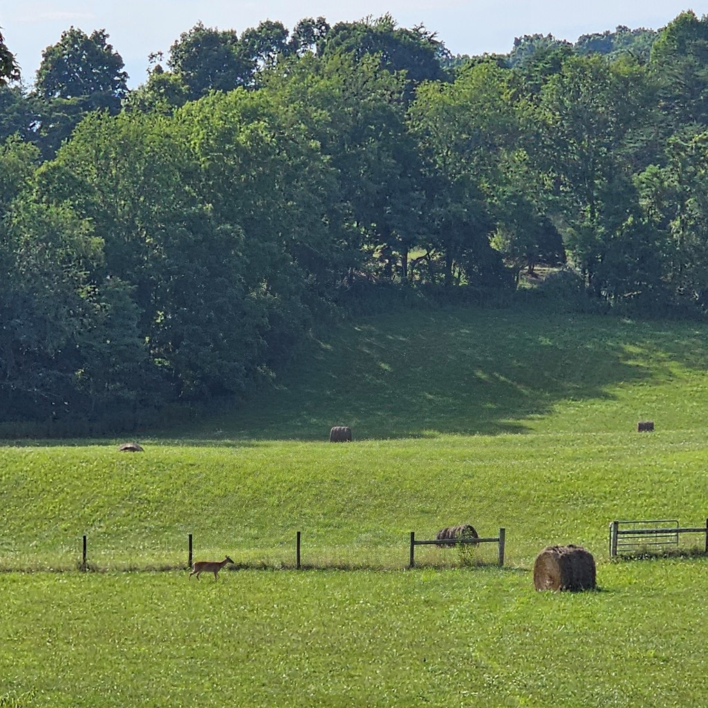 0 Widener Valley Road Glade Spring, VA 24340 - Photo 4 of 16 Gallery Image 4