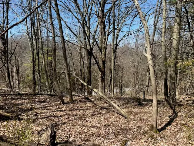 a view of a tree with a yard