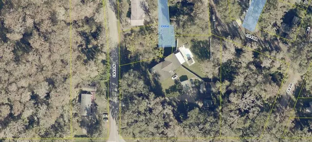 a view of a forest with a tree