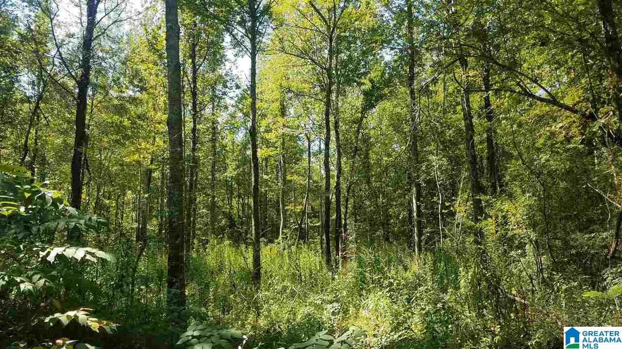 0 Pine Mountain Road, Unit 6 Odenville, AL 35120 - Photo 6 of 7