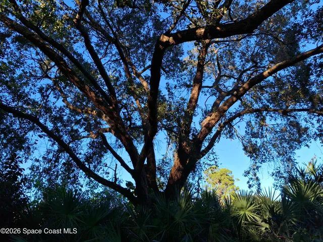 a view of a forest with a tree