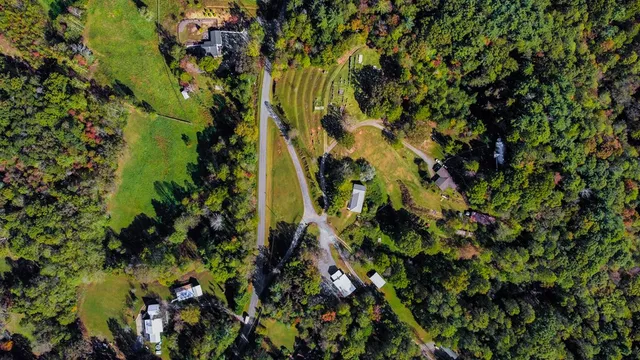a close up of a plant