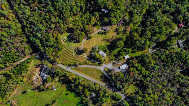 a close up of a plant