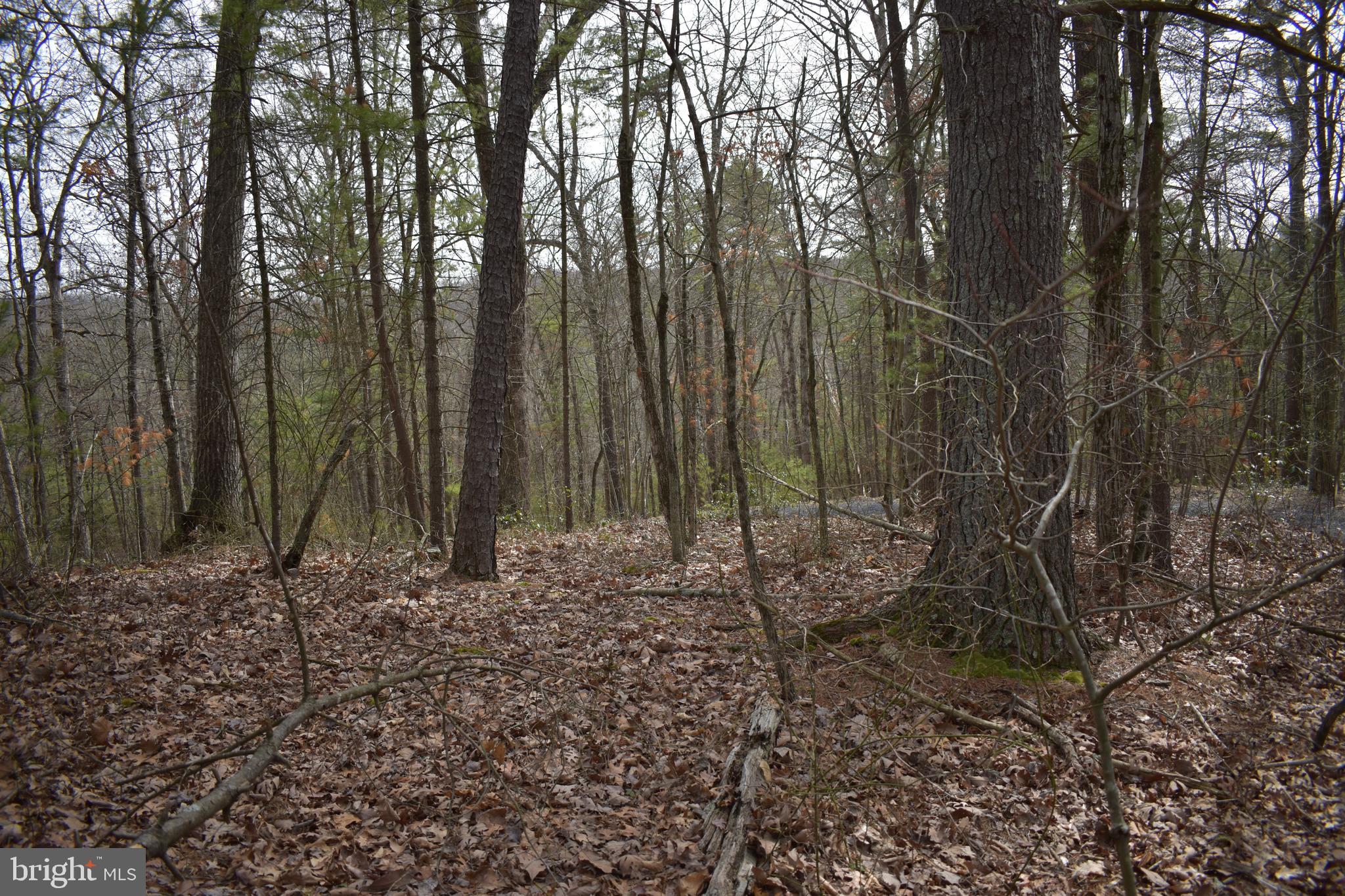 Beech Rd Mount Mount Jackson, VA 22842 - Photo 1 of 9