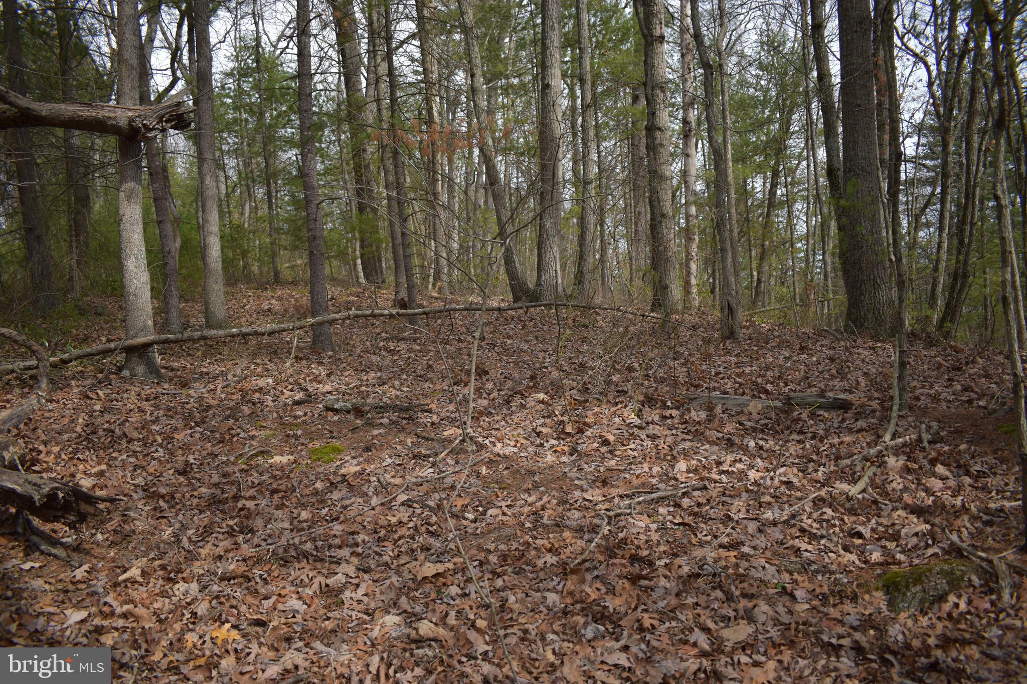 Beech Rd Mount Mount Jackson, VA 22842 - Photo 3 of 9