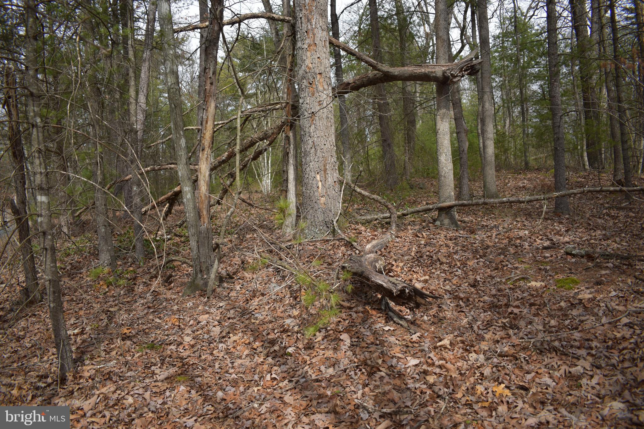 Beech Rd Mount Mount Jackson, VA 22842 - Photo 4 of 9