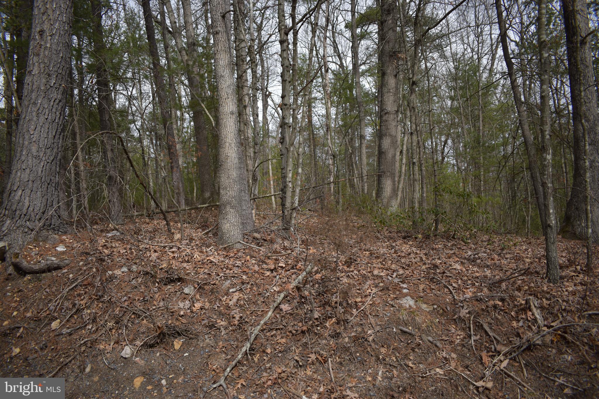 Beech Rd Mount Mount Jackson, VA 22842 - Photo 5 of 9