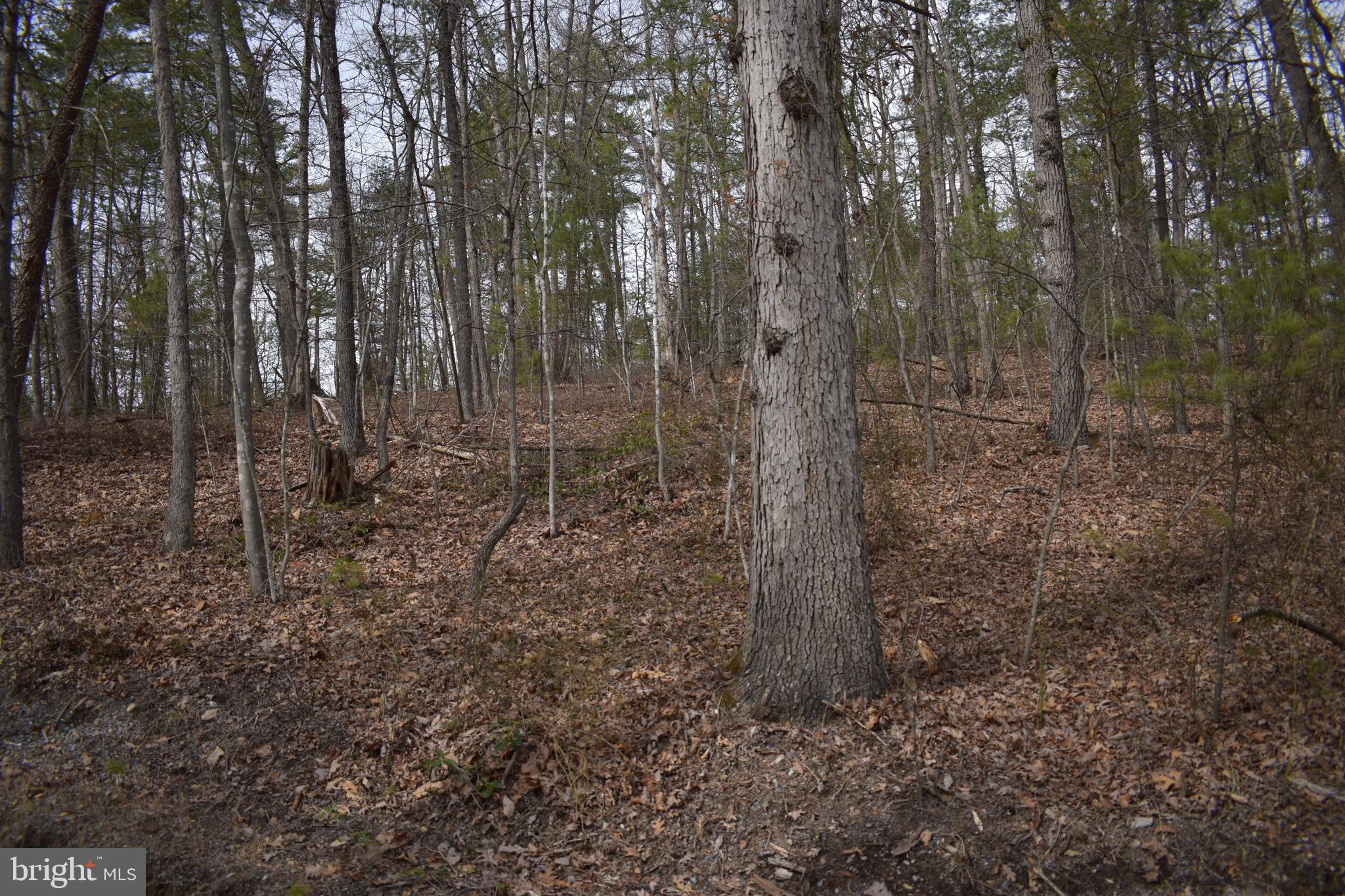 Beech Rd Mount Mount Jackson, VA 22842 - Photo 7 of 9