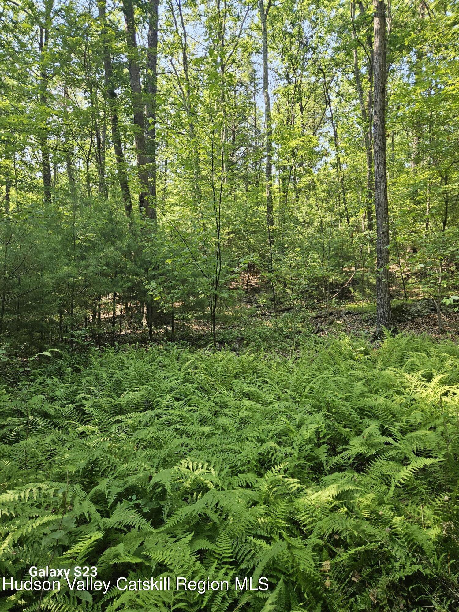 0 Hearts Content Road Catskill, NY 12414 - Photo 6 of 21 20260711_163845
