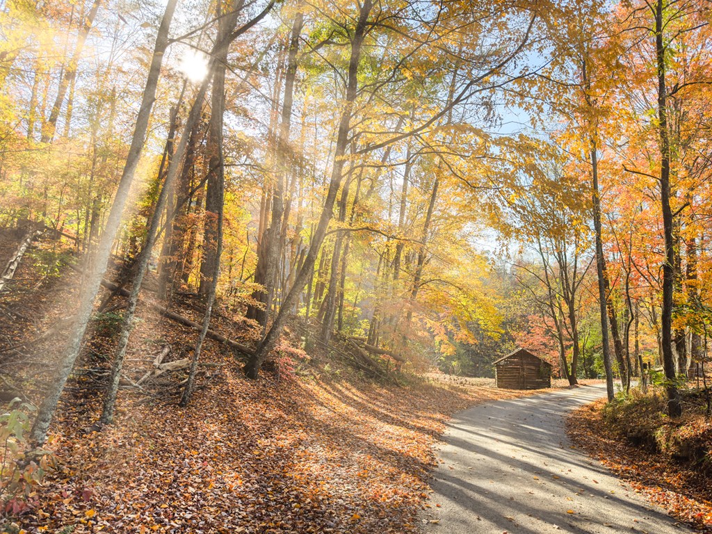 180 Green Ridge Road Blue Ridge, GA 30513 - Photo 24 of 83 a backyard of a house with lots of green space