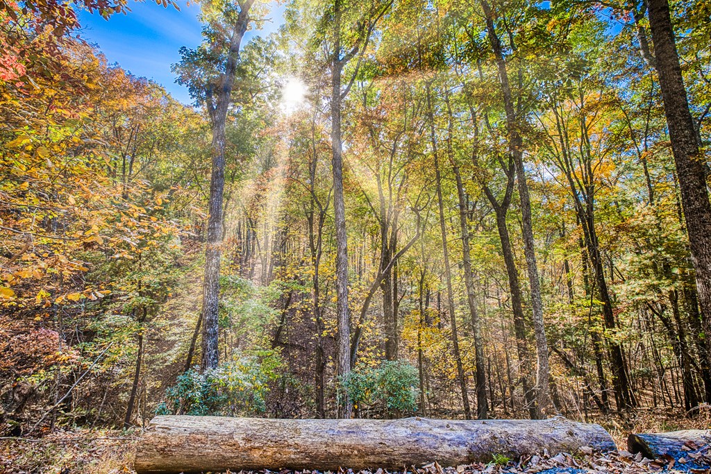180 Green Ridge Road Blue Ridge, GA 30513 - Photo 36 of 83 a view of a yard with plants and trees