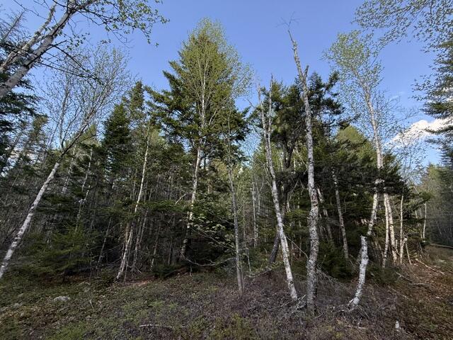 Lot 13 Pidgeon Point Road Whiting, ME 04691 - Photo 16 of 25 IMG_9964 (1)