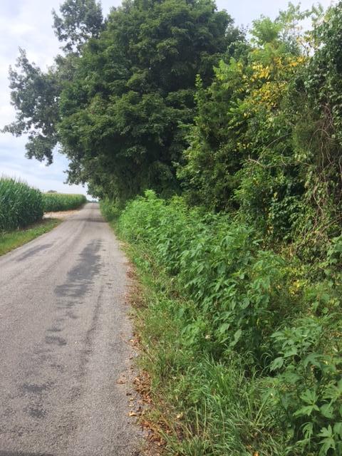 19-ac Clear Fork Road Waynesburg, KY 40489 - Photo 7 of 8 IMG_1173