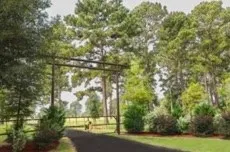 a view of a yard with a tree