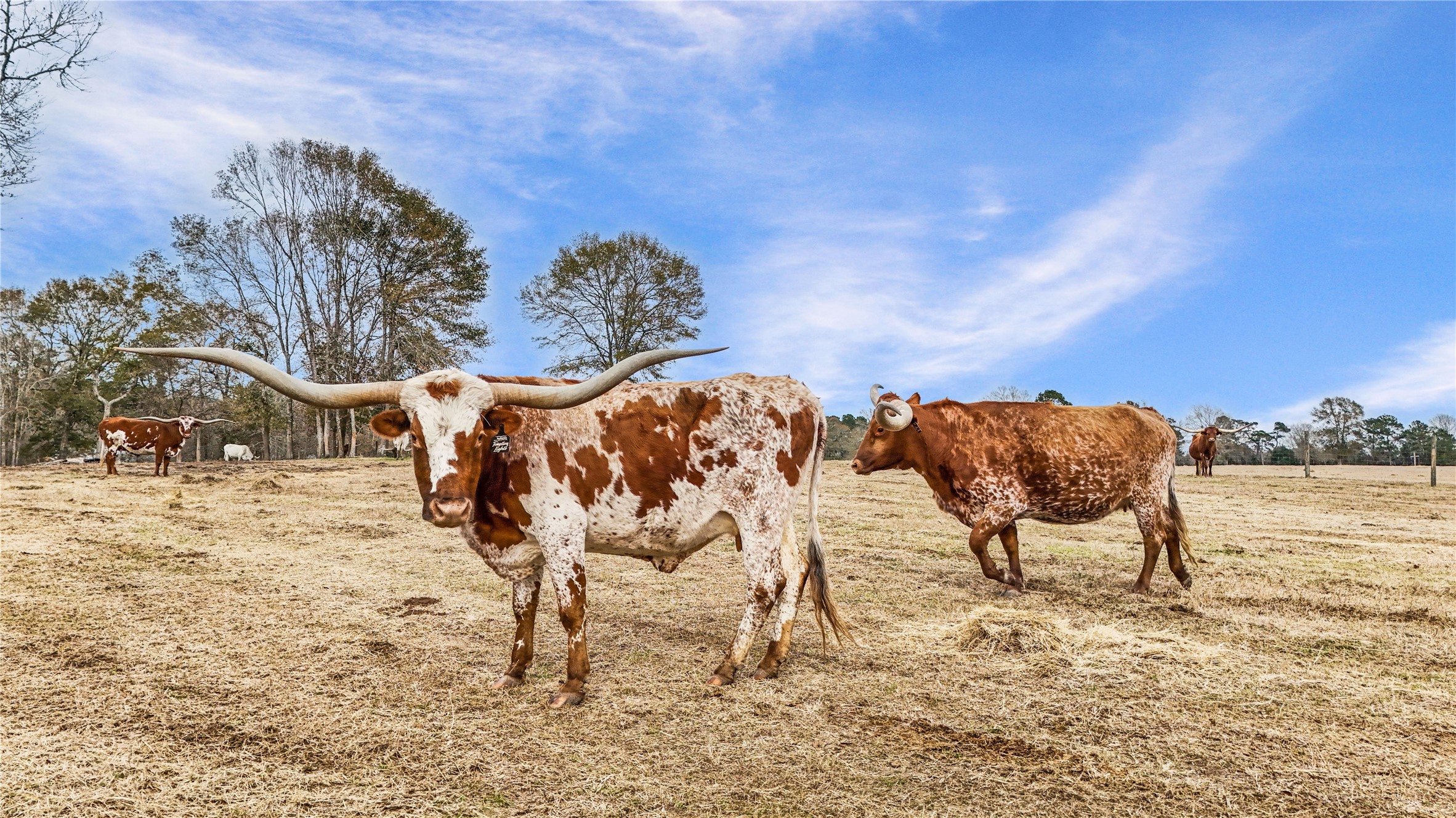 495 Everitt Road Cleveland, TX 77328 - Photo 41 of 43 a view of a terrace with furniture and a lake view