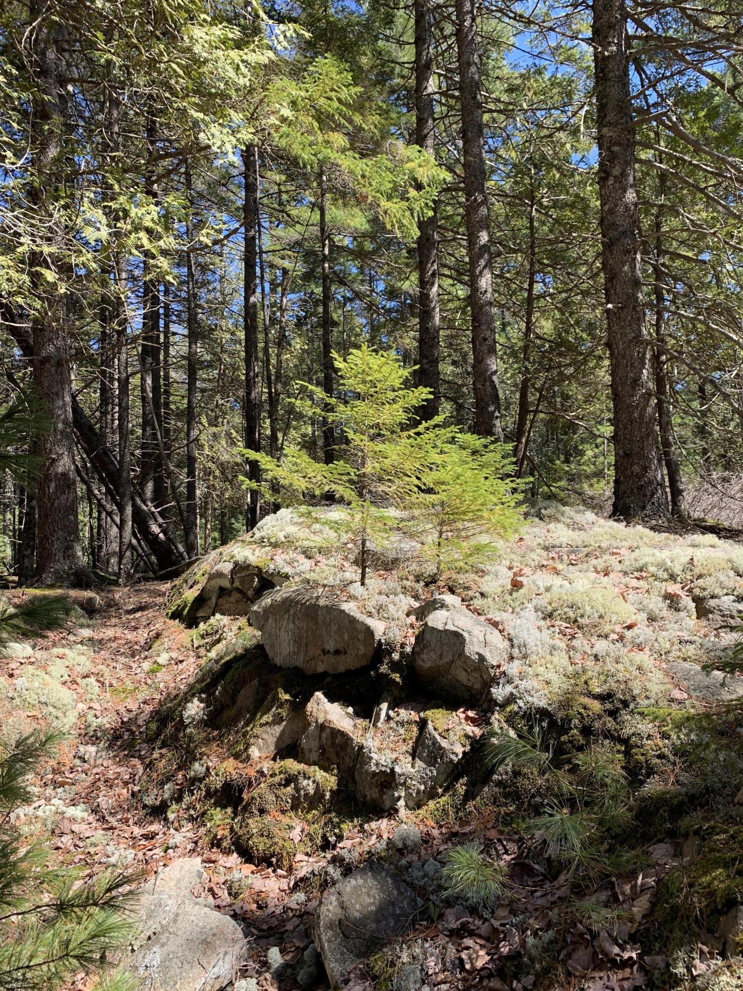 13-28 Woods Road Mount Desert, ME 04660 - Photo 6 of 6 IMG_5665