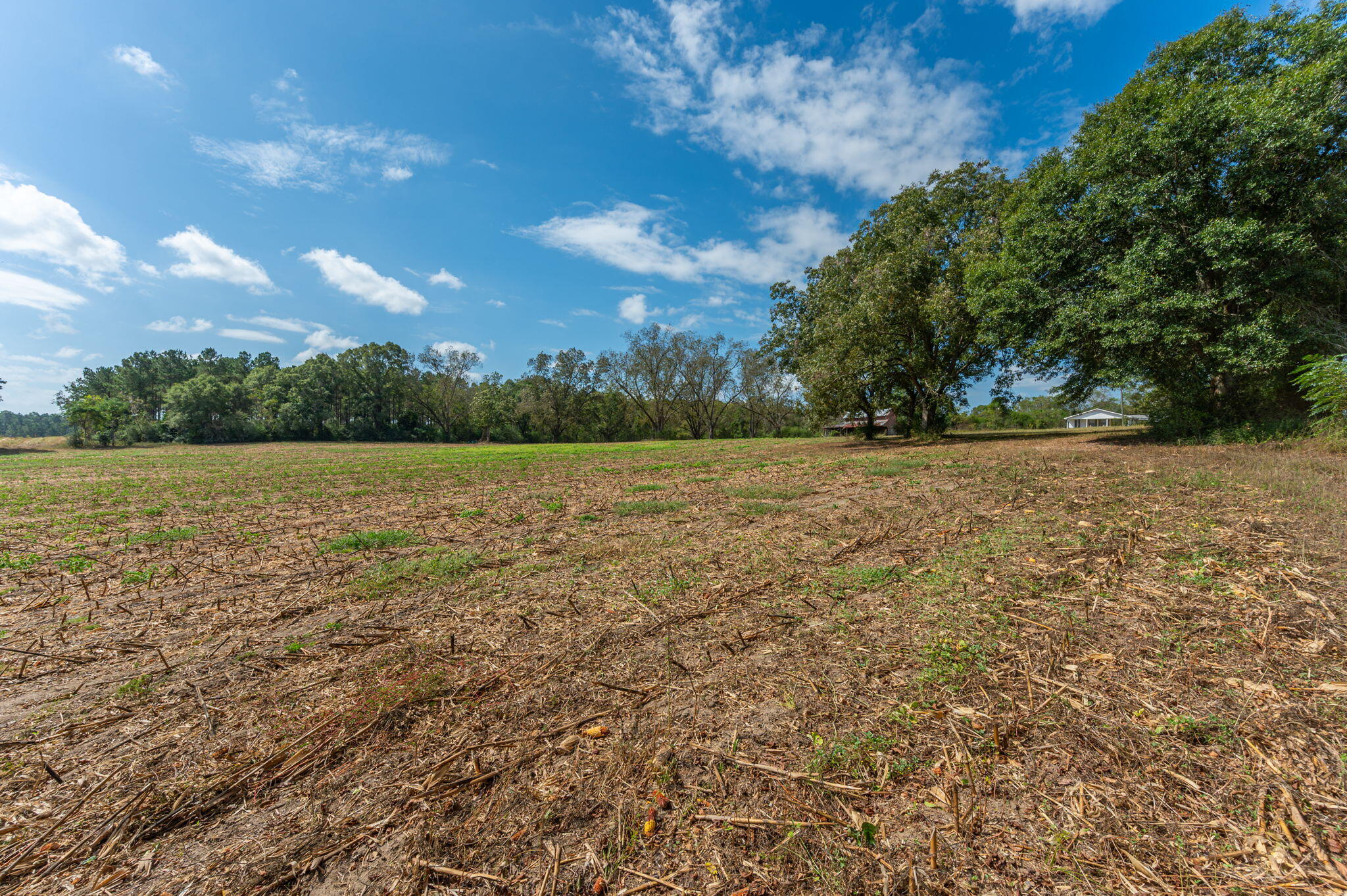 1950 Prescott Road Florala, AL 36442 - Photo 50 of 56 a view of a field with an ocean